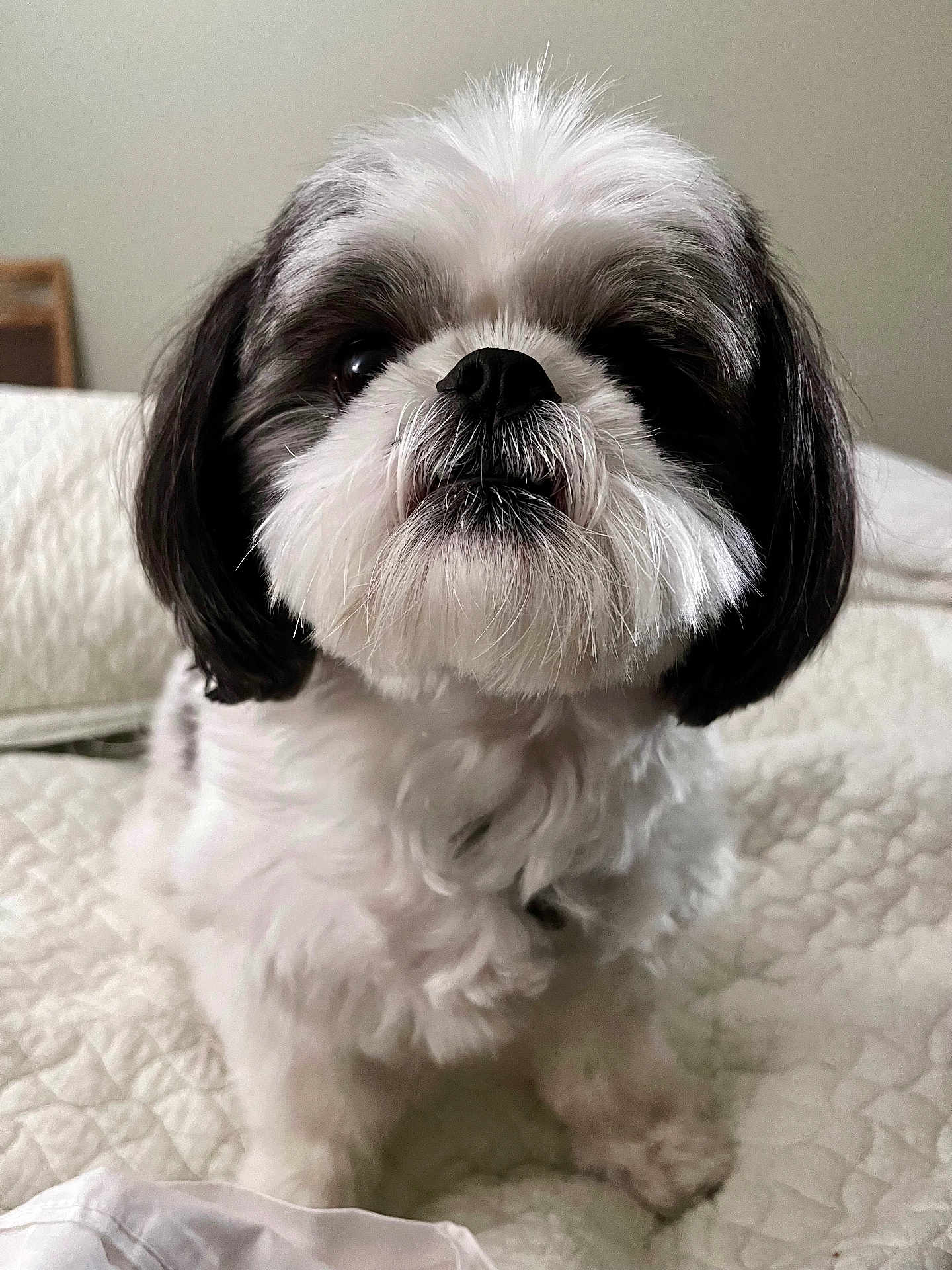 Buddy is registered to the contest to win money with this photo: dog, pet, shih_tzu, fluffy, black_and_white, cute, bed, quilted_bedspread, indoor, close_up, animal, fur, face, sitting, looking_up, companion, adorable, furry, whiskers, domestic_animal