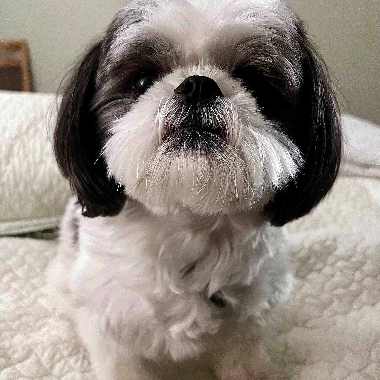 Buddy joined the competition — help win amazing prizes! bed, black_fur, blanket, close_up, cute, dog, eyes, face, fluffy, fur, indoor, muzzle, nose, paws, pet, portrait, shih_tzu, small_dog, whiskers, white_fur