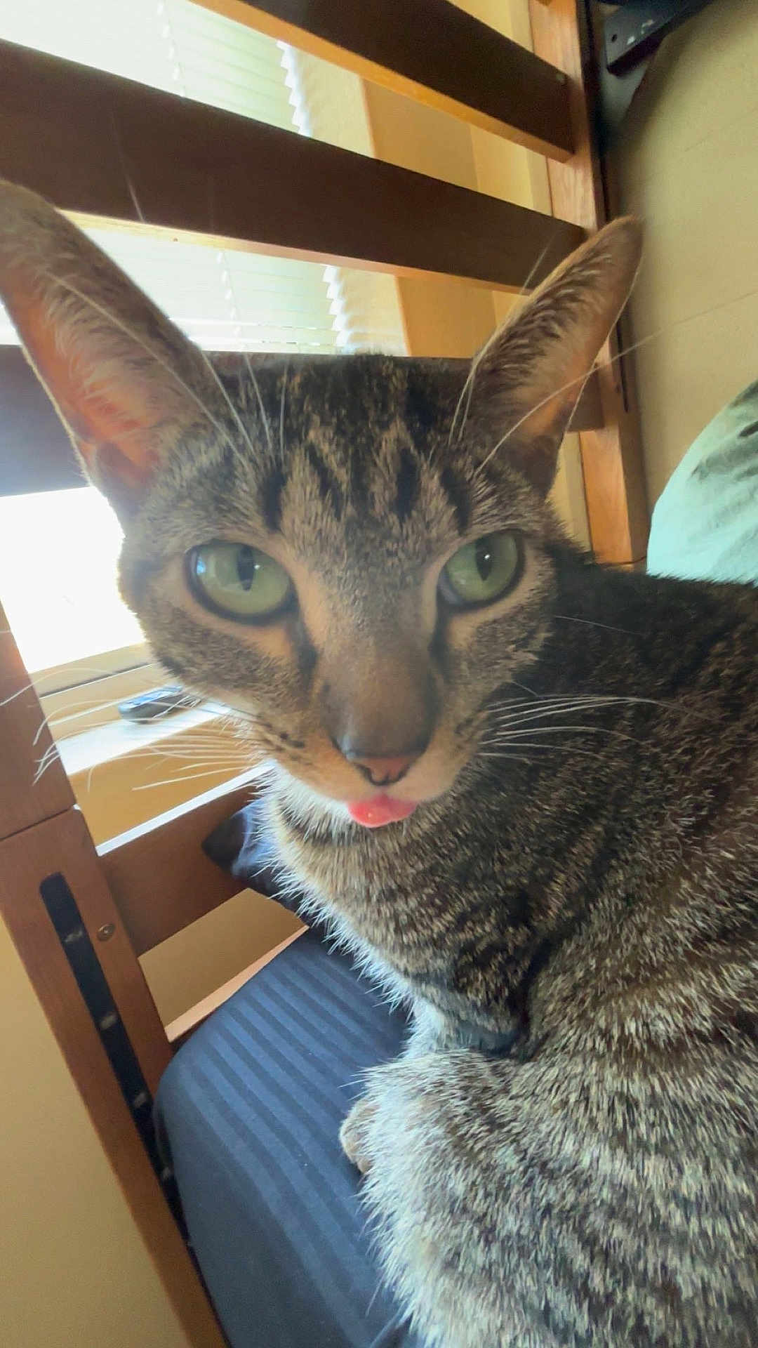 Wasabi joined the competition — help win amazing prizes! cat, tabby, feline, pet, close_up, green_eyes, whiskers, tongue_out, ears, fur, indoor, bed, pillow, window, blinds, wooden_frame, portrait, domestic_cat, relaxed, animal