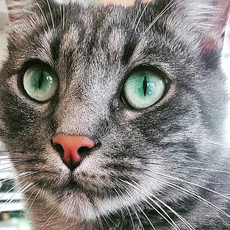 Chaman a rejoint le concours — aidez-le/la à gagner de superbes lots ! american_shorthair, american_wirehair, cat, cat_like_mammal, close_up, domestic_short_haired_cat, european_shorthair, eye, fauna, kitten, organ, small_to_medium_sized_cats, snout, tabby_cat, whiskers