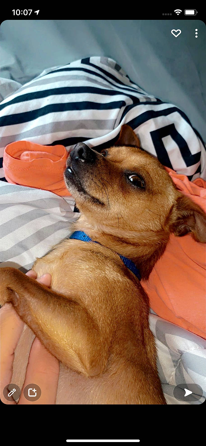 Chico joined the competition — help win amazing prizes! canidae, carnivore, collar, comfort, companion_dog, dog, dog_breed, dog_collar, dog_supply, fawn, fur, hat, hound, liver, pet_supply, snout, sporting_group, sunglasses, whiskers, working_animal