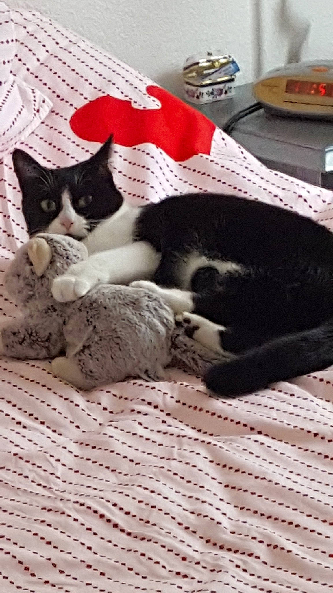 Nola participe au concours pour gagner de l'argent avec cette photo : black_and_white, black_cat, carnivore, cat, domestic_short_haired_cat, felidae, kitten, paw, small_to_medium_sized_cats, snout, whiskers