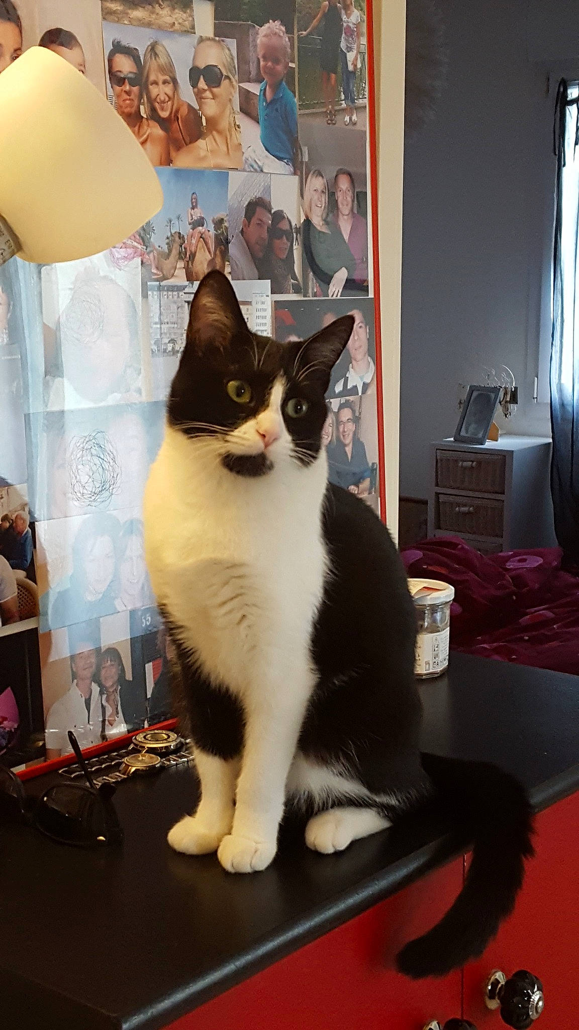 Nola a rejoint le concours — aidez-le/la à gagner de superbes lots ! carnivoran, cat, cat_like_mammal, fur, furniture, joy, kitten, mammal, person, small_to_medium_sized_cats, whiskers