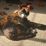 Bella joined the competition — help win amazing prizes! cat, calico_cat, pet, animal, feline, green_eyes, carpet, indoor, sunlight, shadow, toys, relaxing, laying_down, fur, whiskers, colorful, playful, cozy, looking_at_camera, domestic