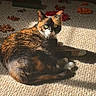 cat, calico_cat, pet, animal, feline, green_eyes, carpet, indoor, sunlight, shadow, toys, relaxing, laying_down, fur, whiskers, colorful, playful, cozy, looking_at_camera, domestic