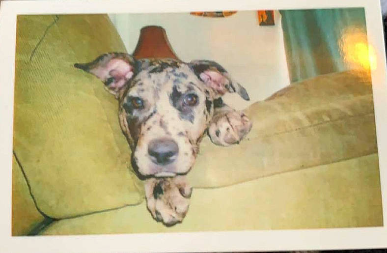 Olive joined the competition — help win amazing prizes! art, canidae, carnivore, companion_dog, dog, dog_breed, fawn, guard_dog, non_sporting_group, pattern, picture_frame, puppy, rectangle, sporting_group, square, terrestrial_animal, visual_arts, whiskers, working_animal, working_dog