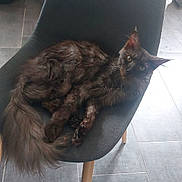 Rio participe au concours pour gagner de l'argent avec cette photo : black_cat, cat, chair, cozy, floor, fur, furry_tail, gray_tiles, home_interior, indoor, long_hair, looking_at_camera, lounging, modern_chair, pet, portrait, relaxed, tile_floor, wooden_legs, yellow_eyes