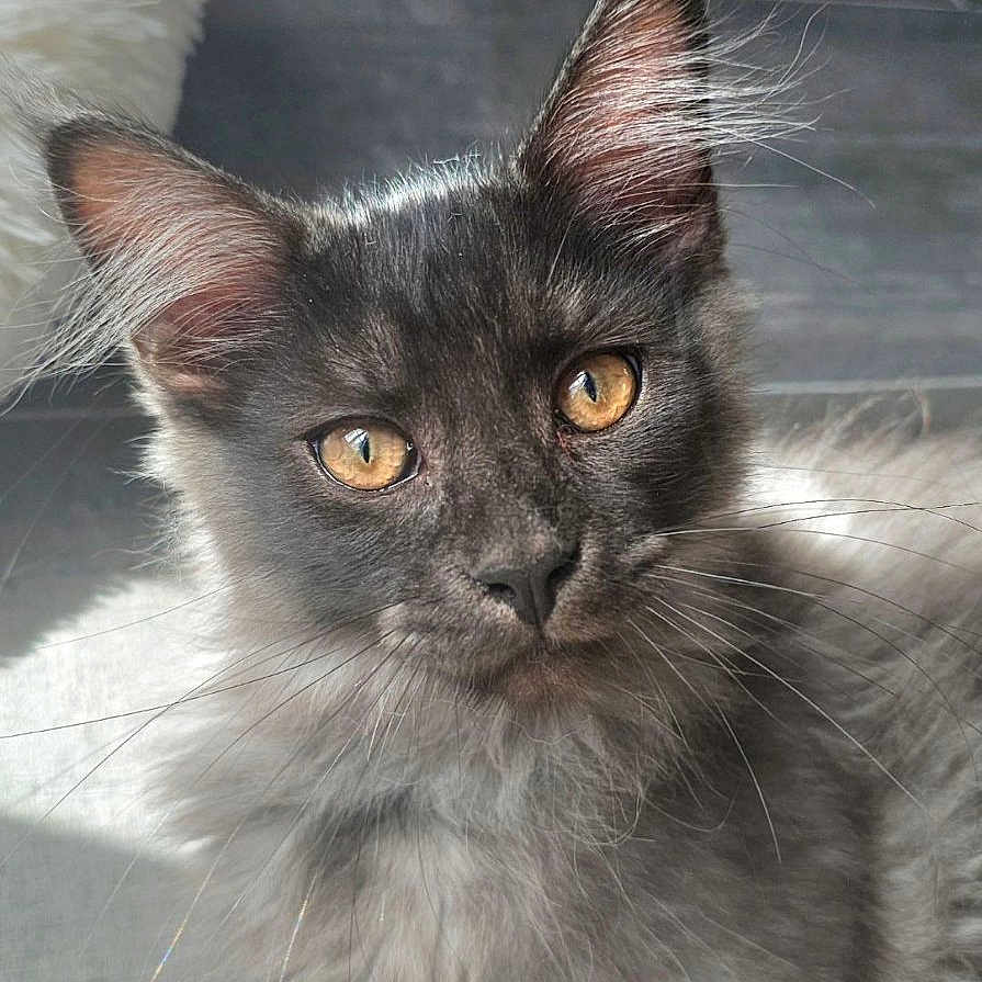 Rio a rejoint le concours — aidez-le/la à gagner de superbes lots ! amber_eyes, cat, closeup, cute, ears, floor_tiles, fluffy_fur, gaze, grey_fur, indoor, kitten, nose, paw, pet, portrait, relaxed, soft_blanket, sunlight, whiskers, young