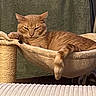 Kush a rejoint le concours — aidez-le/la à gagner de superbes lots ! cat, orange_tabby, hammock_bed, plush, cozy, lounging, paw, indoor, pet, feline, relaxed, fur, tail, blanket, scratching_post, home, comfortable, resting, cute, animal