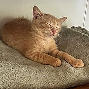 Kush participe au concours pour gagner de l'argent avec cette photo : kitten, cat, sleeping, orange_cat, pet, animal, feline, cute, cozy, blanket, soft, resting, indoor, fur, whiskers, young_cat, relaxed, paw, nap, domestic_animal