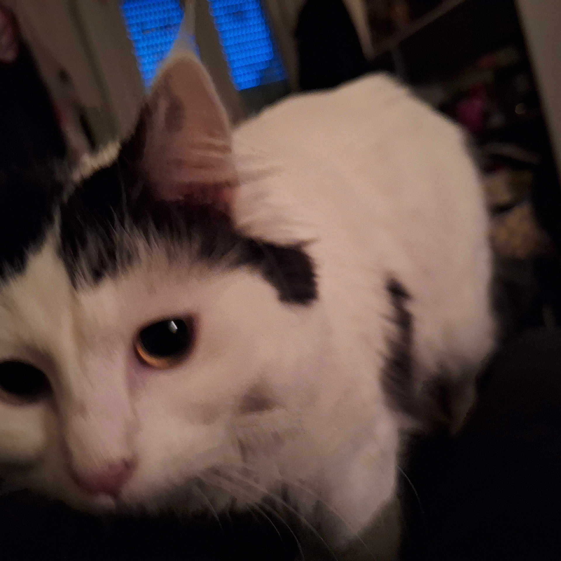 Suki participe au concours pour gagner de l'argent avec cette photo : animal, black_and_white, cat, close, close_up, curious, dim_lighting, domestic, ears, eye, face, feline, fur, indoor, mammal, nose, pet, portrait, soft_focus, whiskers