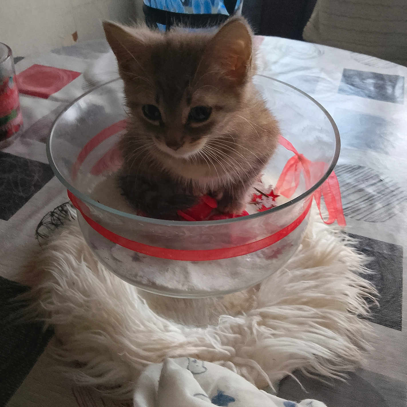 Hamburger participe au concours pour gagner de l'argent avec cette photo : animal, cat, closeup, cozy, curious, cute, decor, domestic, feline, fluffy_mat, fur, glass_bowl, indoor, kitten, pet, red_ribbon, seated, small, soft_light, tablecloth