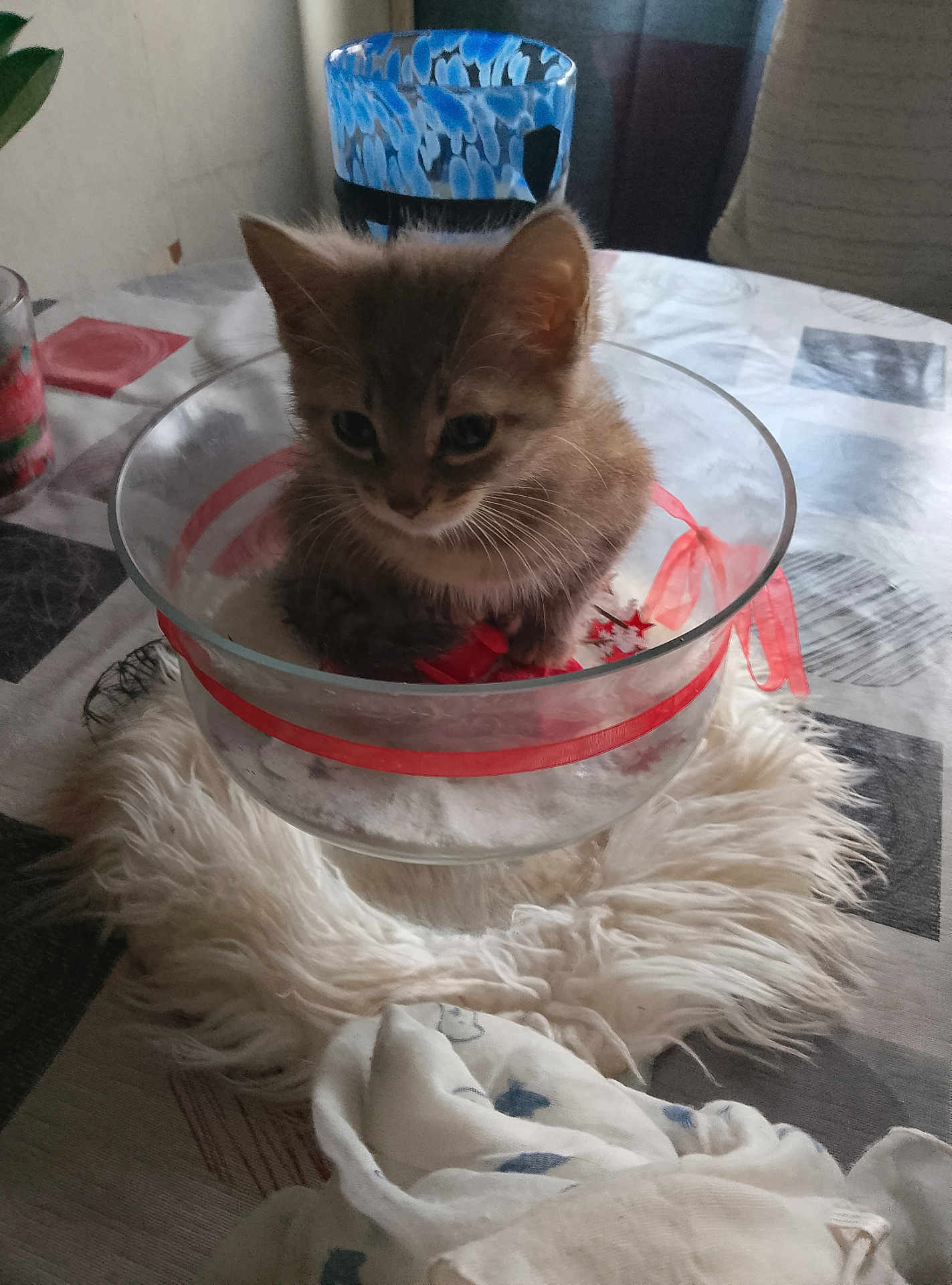 Hamburger participe au concours pour gagner de l'argent avec cette photo : kitten, cat, glass_bowl, red_ribbon, fluffy_mat, tablecloth, indoor, pet, animal, cute, small, feline, decor, soft_light, cozy, fur, domestic, seated, closeup, curious