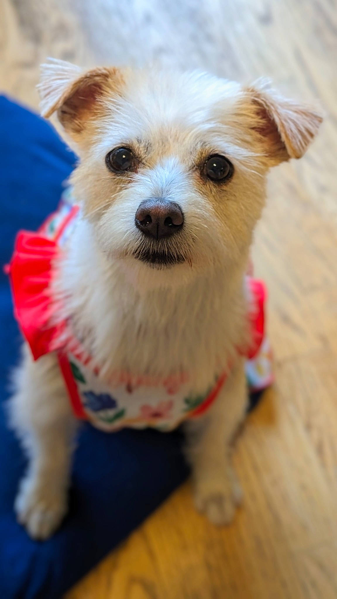 Keeva is registered to the contest to win money with this photo: carnivore, collar, companion_dog, corgi_chihuahua, dog, dog_breed, dog_clothes, dog_supply, fawn, fur, hardwood, japanese_spitz, pomeranian, small_terrier, snout, terrestrial_animal, terrier, toy_dog, whiskers, wood