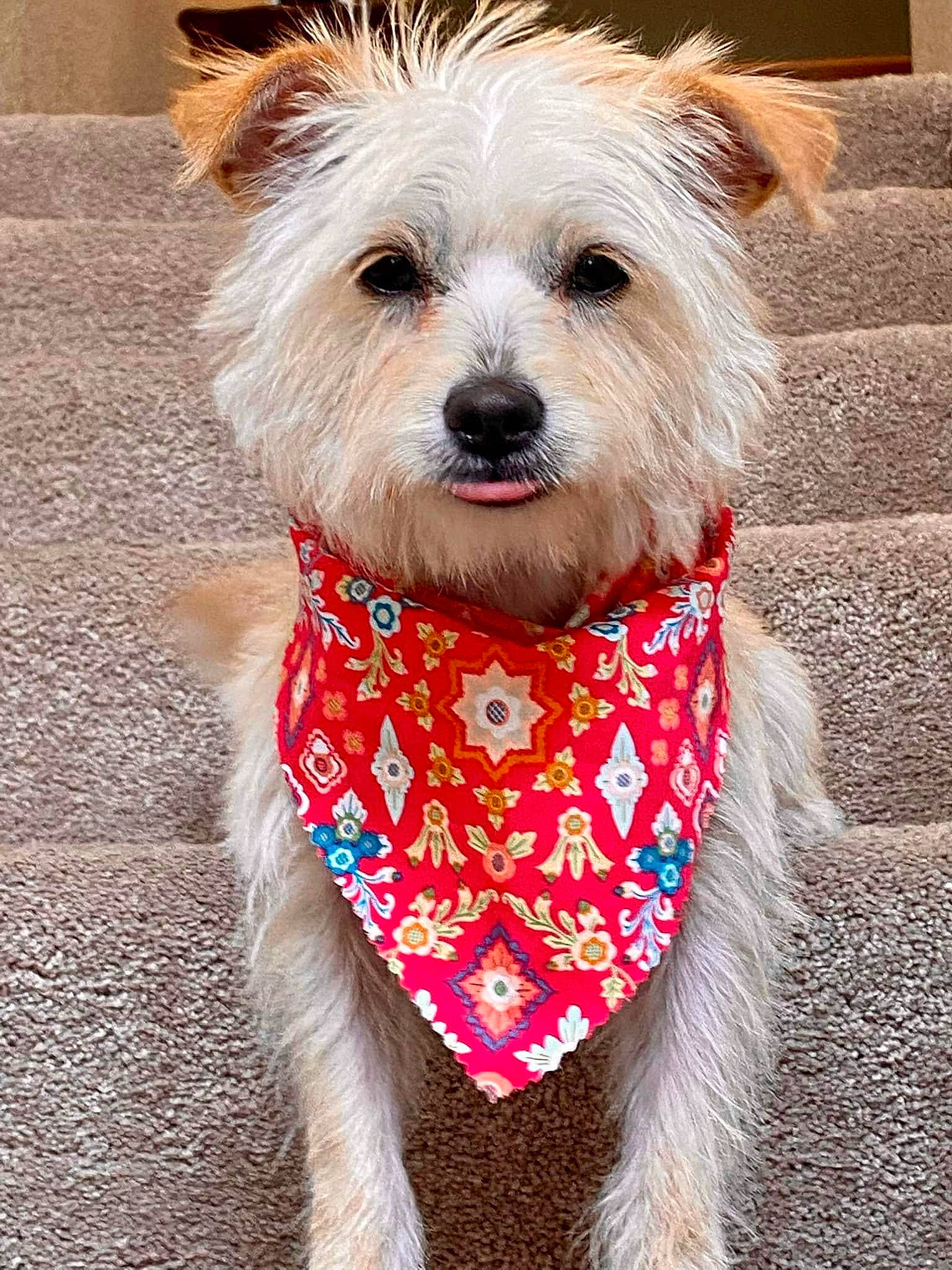 Keeva joined the competition — help win amazing prizes! carnivore, collar, companion_dog, dog, dog_breed, dog_clothes, dog_collar, dog_supply, fashion_accessory, fawn, fur, leash, pet_supply, small_terrier, snout, sporting_group, terrier, toy_dog, working_animal