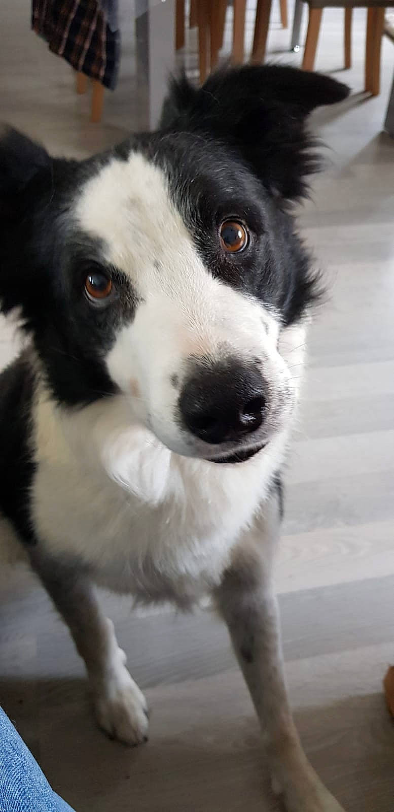 Gino a rejoint le concours — aidez-le/la à gagner de superbes lots ! australian_collie, australian_shepherd, border_collie, carnivore, collar, companion_dog, dog, dog_breed, dog_collar, fur, herding_dog, mcnab, monochrome, monochrome_photography, puppy, snout, terrestrial_animal, whiskers, working_animal, working_dog