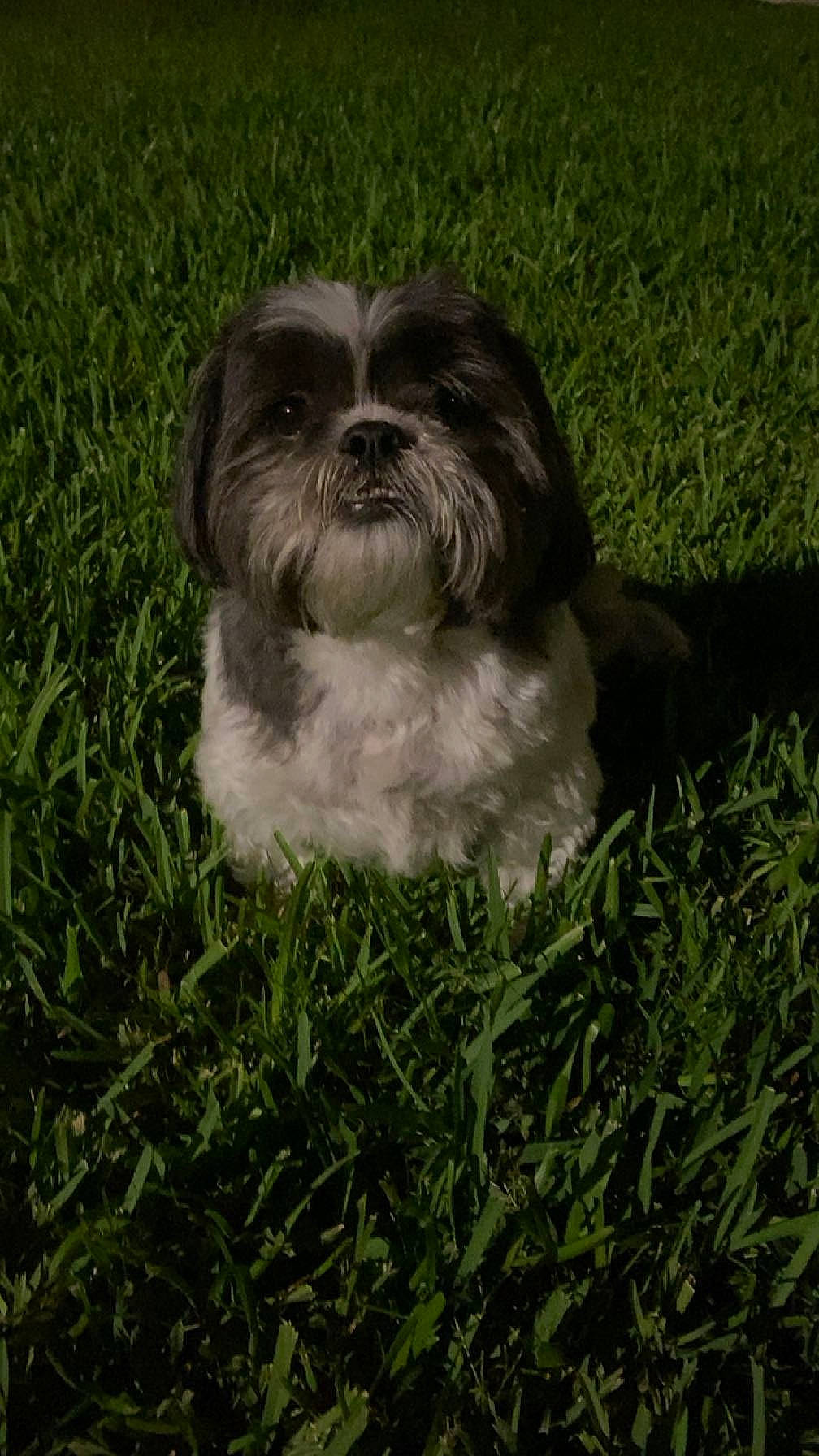 Hunter is registered to the contest to win money with this photo: canidae, carnivore, companion_dog, dog, dog_breed, fawn, fur, grass, groundcover, liver, maltepoo, plant, shih_tzu, snout, sporting_group, terrestrial_animal, terrier, toy_dog, whiskers, working_animal