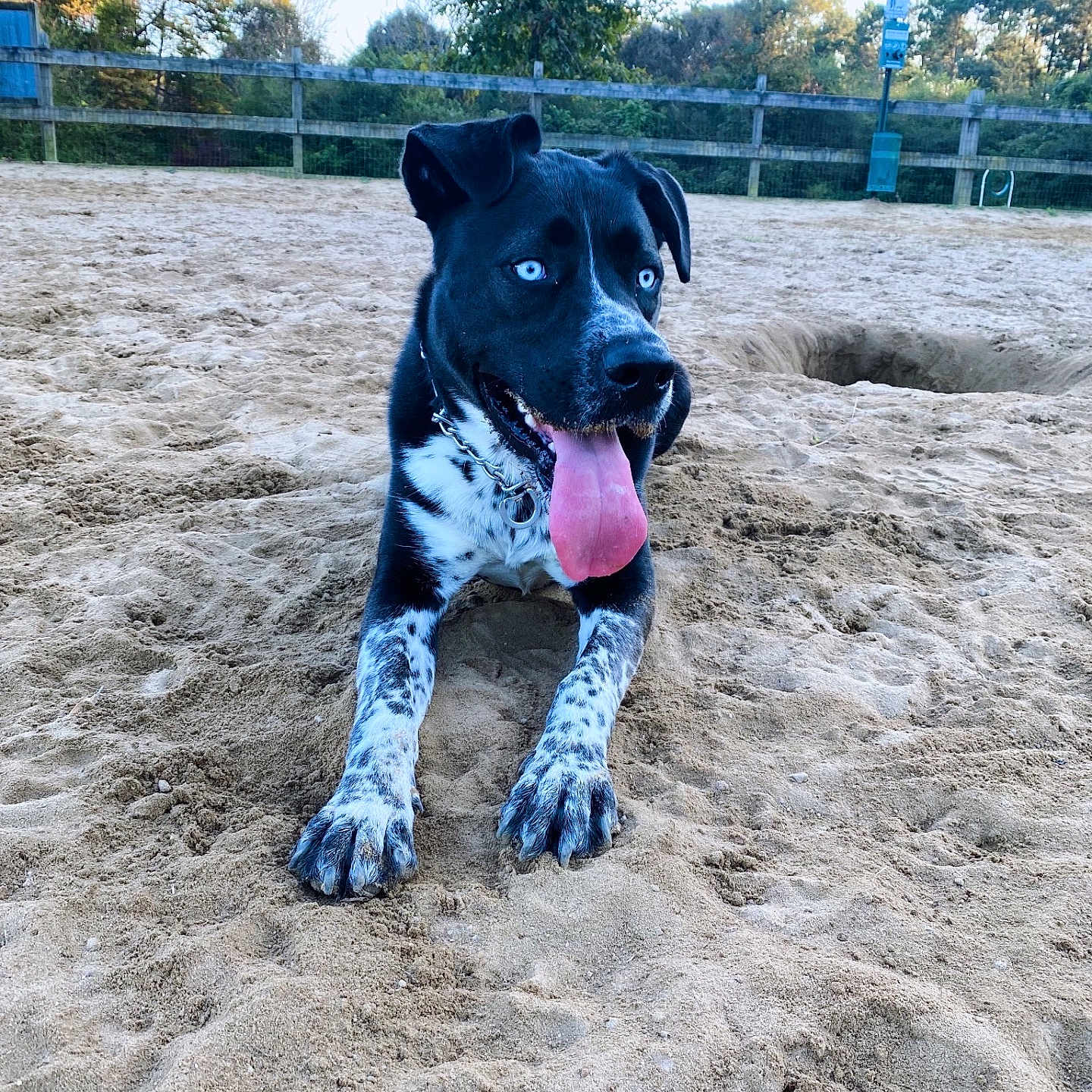 Cope joined the competition — help win amazing prizes! animal, beach, bulldog, canine, coast, dog, grass, greatdane, hound, nature, outdoors, pet, plant, pointer, puppy, sea, shoreline, soil, tree, water