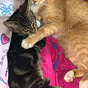 Tigrou Et Caramel a rejoint le concours — aidez-le/la à gagner de superbes lots ! abyssinian, animal, bed, bedroom, blanket, cat, couch, cushion, face, furniture, homedecor, indoors, kitten, manx, person, pet, purple, quilt, room, sleeping