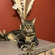 Tigrou participe au concours pour gagner de l'argent avec cette photo : abyssinian, angora, animal, cat, egyptiancat, hair, hardwood, kitten, manx, person, pet, window, windowsill, wood