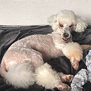 Bon Bon joined the competition — help win amazing prizes! dog, poodle, small_dog, white_dog, curly_fur, fluffy, groomed, lying_down, relaxed, bed, blanket, gray_blanket, indoor, home, pet, animal, paw, long_ears, dark_background, portrait