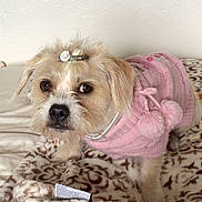 Daisy Louise is registered to the contest to win money with this photo: adorable, animal, bed, blanket, cozy, cute, dog, ears, eyes, fur, hair_clip, indoor, looking, nose, patterned_blanket, pet, pink_sweater, pom_poms, resting, small_dog