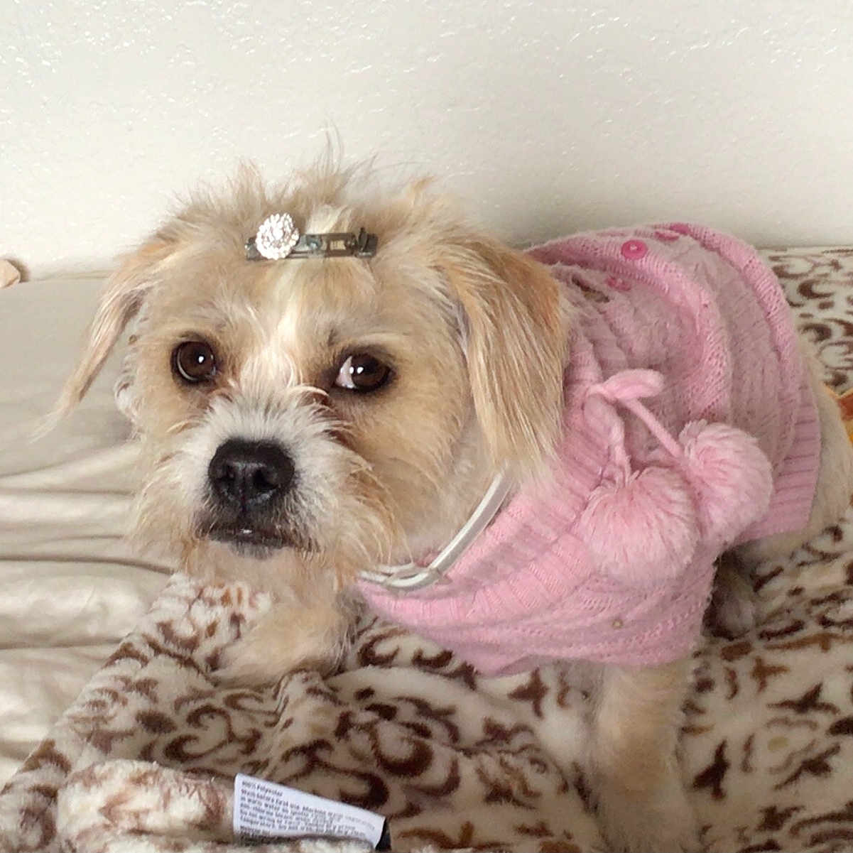 Daisy Louise is registered to the contest to win money with this photo: adorable, animal, bed, blanket, cozy, cute, dog, ears, eyes, fur, hair_clip, indoor, looking, nose, patterned_blanket, pet, pink_sweater, pom_poms, resting, small_dog