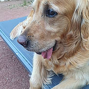 Samba participe au concours pour gagner de l'argent avec cette photo : dog, golden_retriever, close_up, outdoor, bench, tongue_out, fur, pet, animal, resting, garden, nature, canine, portrait, side_view, muzzle, paw, relaxed, daylight, eyes