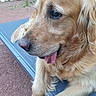 animal, bench, canine, close_up, daylight, dog, eyes, fur, garden, golden_retriever, muzzle, nature, outdoor, paw, pet, portrait, relaxed, resting, side_view, tongue_out