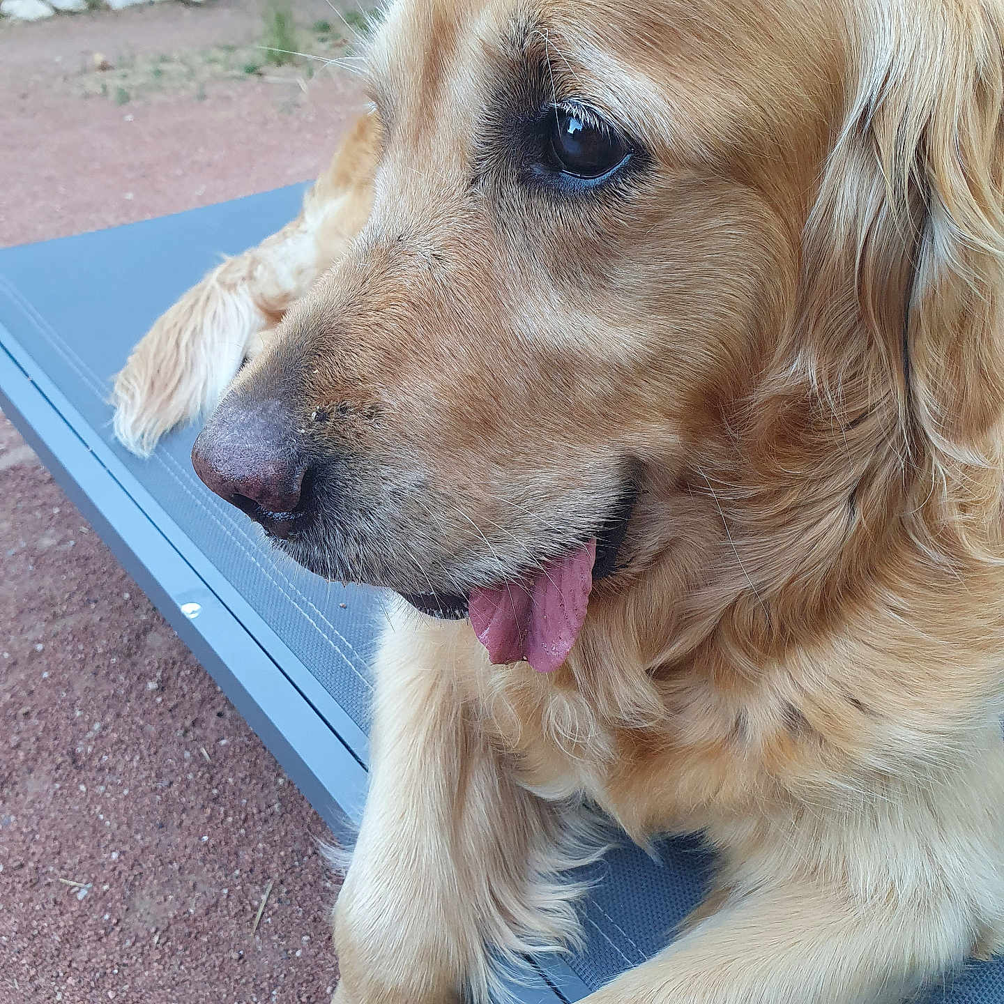 Samba participe au concours pour gagner de l'argent avec cette photo : dog, golden_retriever, close_up, outdoor, bench, tongue_out, fur, pet, animal, resting, garden, nature, canine, portrait, side_view, muzzle, paw, relaxed, daylight, eyes