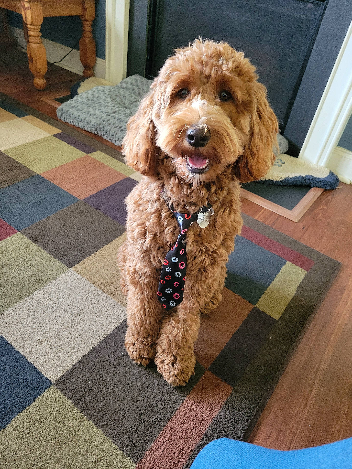 Calvin is registered to the contest to win money with this photo: accessories, animal, canine, cockerspaniel, dog, formalwear, furniture, hardwood, homedecor, indoors, interiordesign, necktie, pet, poodle, puppy, rug, table, terrier, tie, wood