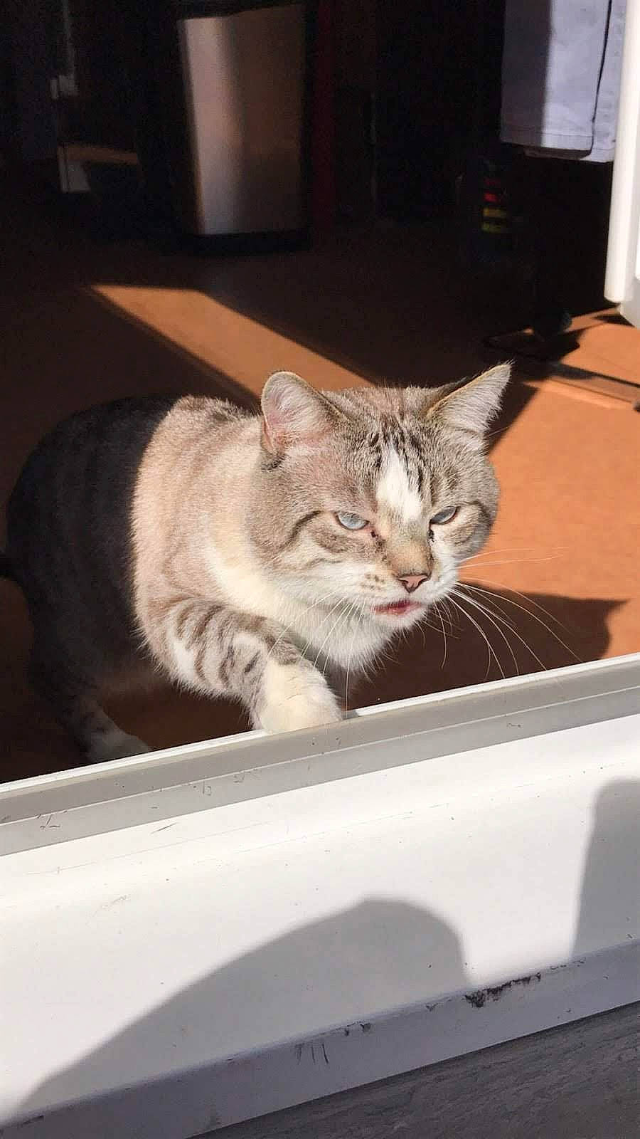 Homer participe au concours pour gagner de l'argent avec cette photo : aegean_cat, american_shorthair, asian, carnivore, cat, domestic_short_haired_cat, dragon_li, ear, european_shorthair, felidae, kitten, small_to_medium_sized_cats, tabby_cat, whiskers