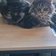 Kovu a rejoint le concours — aidez-le/la à gagner de superbes lots ! cat, tabby, fluffy, green_eyes, indoor, wooden_table, pet, feline, animal, relaxed, portrait, whiskers, fur, looking_at_camera, close_up, domestic_cat, resting, table, soft_light, cozy