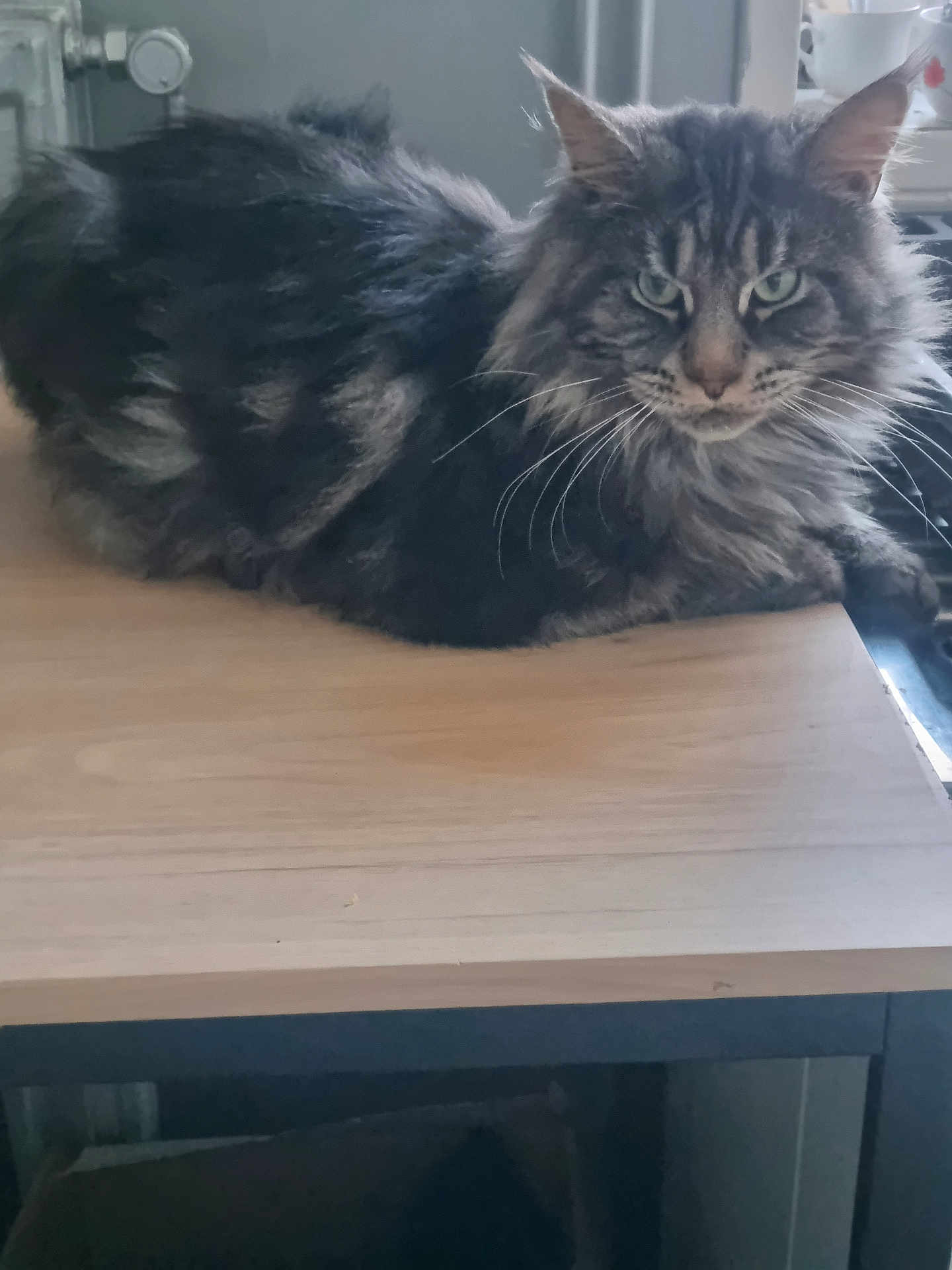 Kovu a rejoint le concours — aidez-le/la à gagner de superbes lots ! cat, tabby, fluffy, green_eyes, indoor, wooden_table, pet, feline, animal, relaxed, portrait, whiskers, fur, looking_at_camera, close_up, domestic_cat, resting, table, soft_light, cozy
