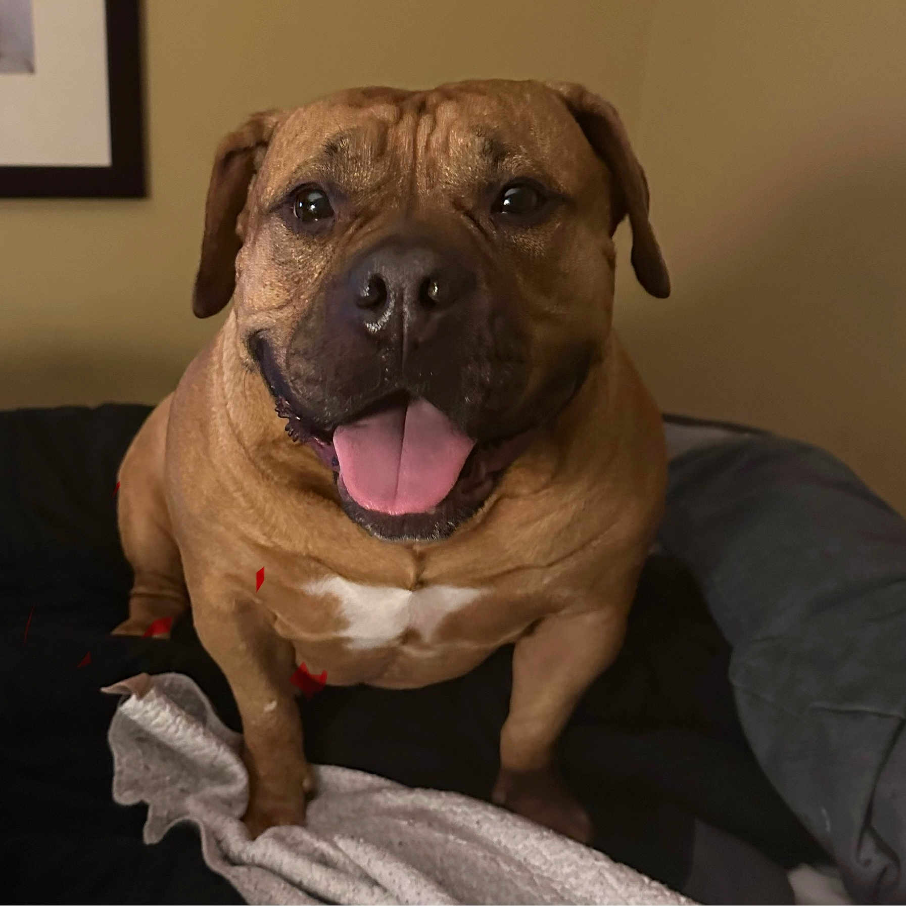 Lucy joined the competition — help win amazing prizes! animal, blanket, bodypart, boxer, bulldog, canine, dog, frenchbulldog, hound, indoors, interiordesign, labradorretriever, mouth, person, pet, pitbull, puppy, snout, tongue