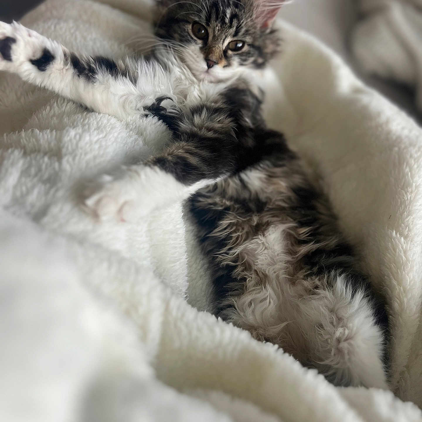 Soka participe au concours pour gagner de l'argent avec cette photo : abyssinian, animal, blanket, cat, kitten, manx, person, pet, quilt, sleeping