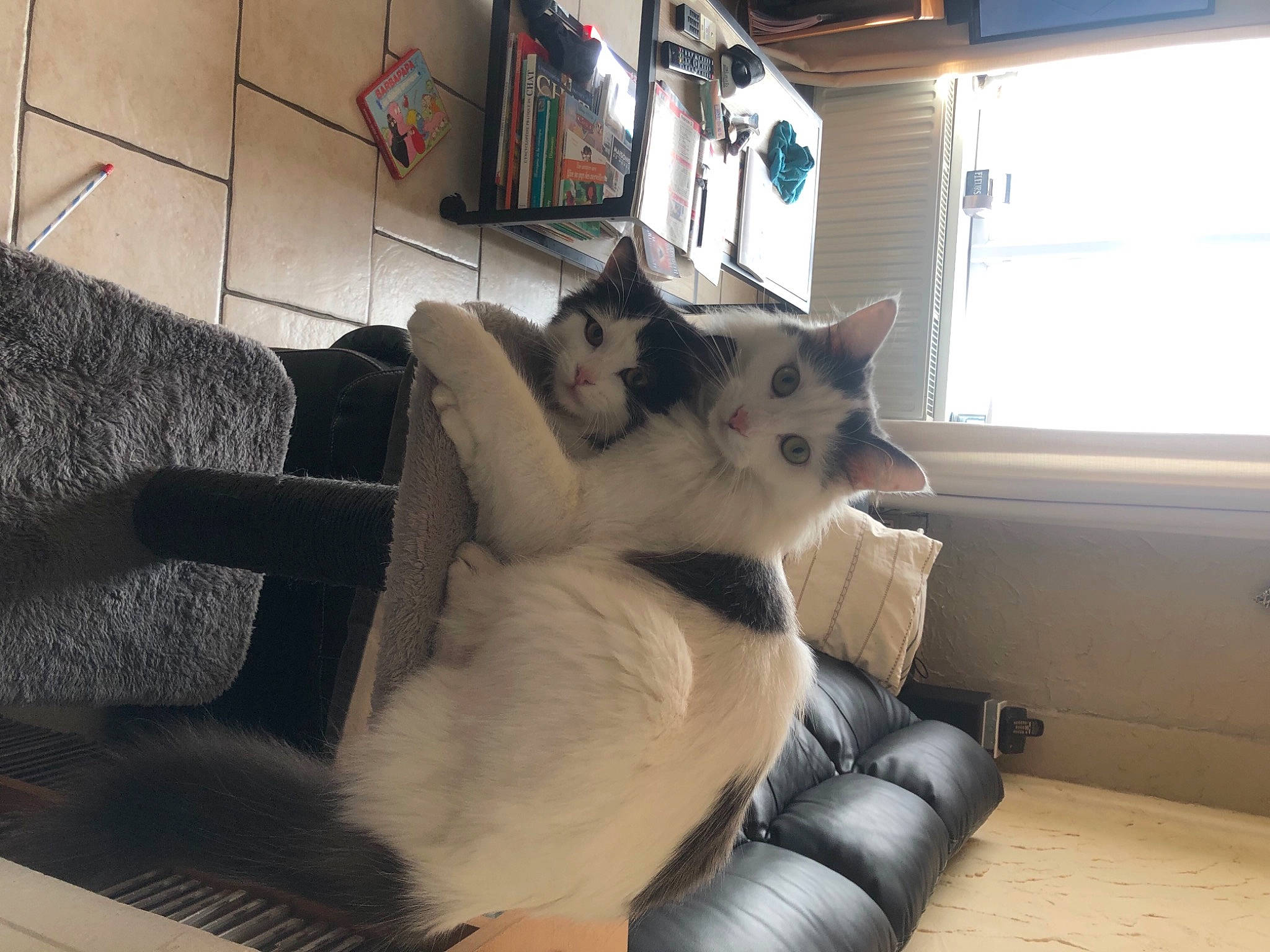 Rouky participe au concours pour gagner de l'argent avec cette photo : carnivore, cat, comfort, companion_dog, couch, dog_breed, domestic_short_haired_cat, fawn, felidae, floor, flooring, fur, hardwood, living_room, small_to_medium_sized_cats, snout, tail, whiskers, window, wood