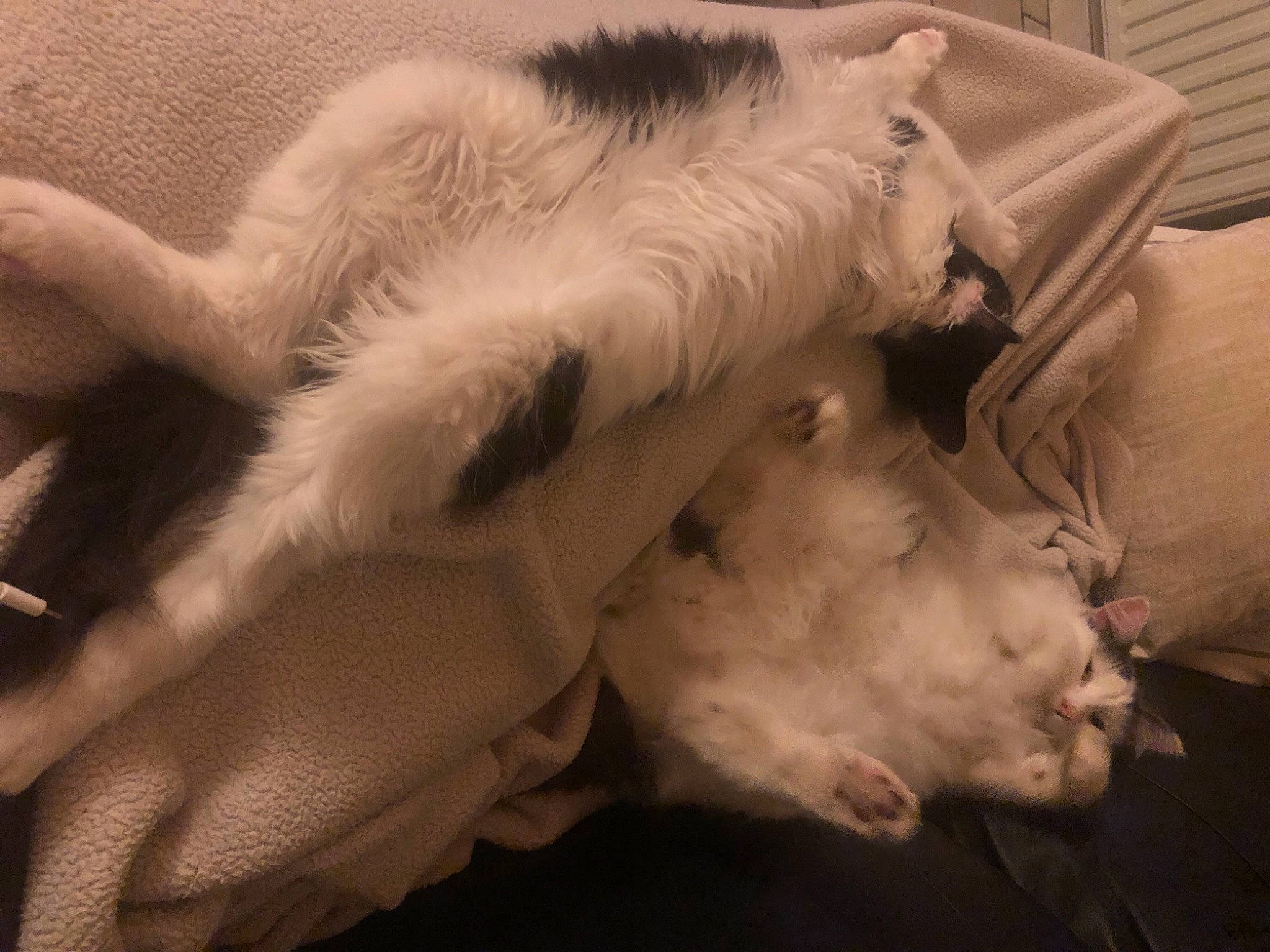 Rouky a rejoint le concours — aidez-le/la à gagner de superbes lots ! canidae, carnivore, cat, claw, comfort, companion_dog, dog_breed, domestic_short_haired_cat, fawn, felidae, fur, linens, nap, paw, small_to_medium_sized_cats, snout, sporting_group, tail, terrestrial_animal, whiskers