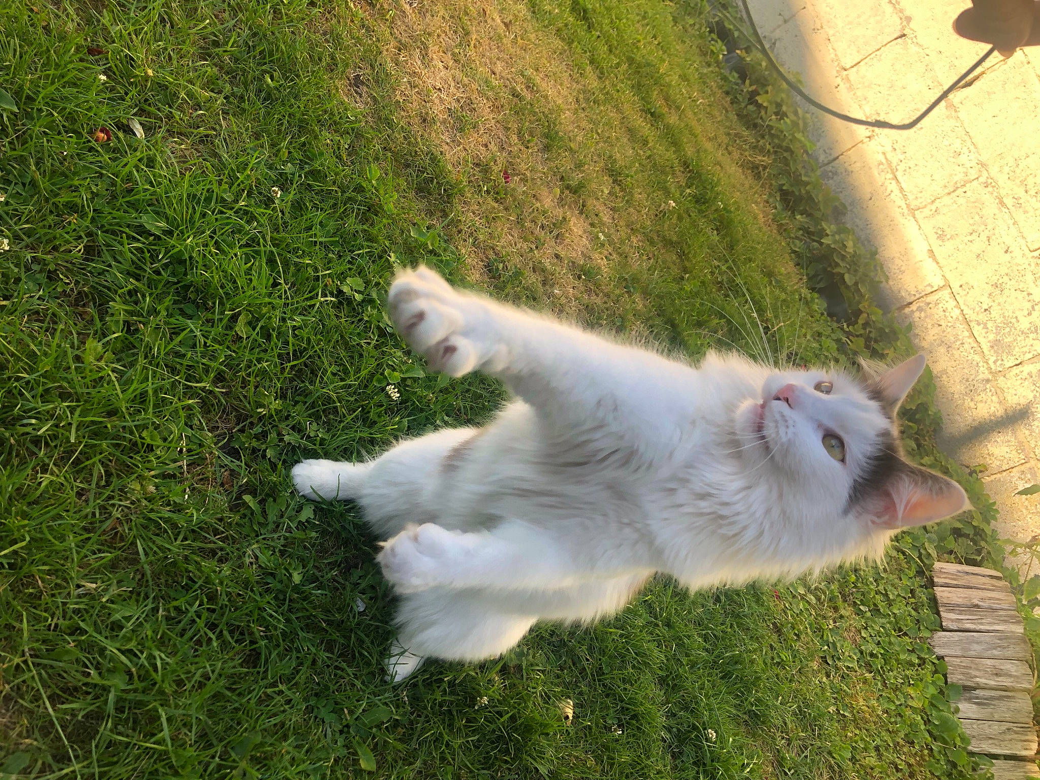 Rouky participe au concours pour gagner de l'argent avec cette photo : canidae, carnivore, cat, companion_dog, dog_breed, domestic_short_haired_cat, fawn, felidae, fur, grass, grassland, groundcover, lawn, paw, plant, small_to_medium_sized_cats, snout, sporting_group, tail, whiskers