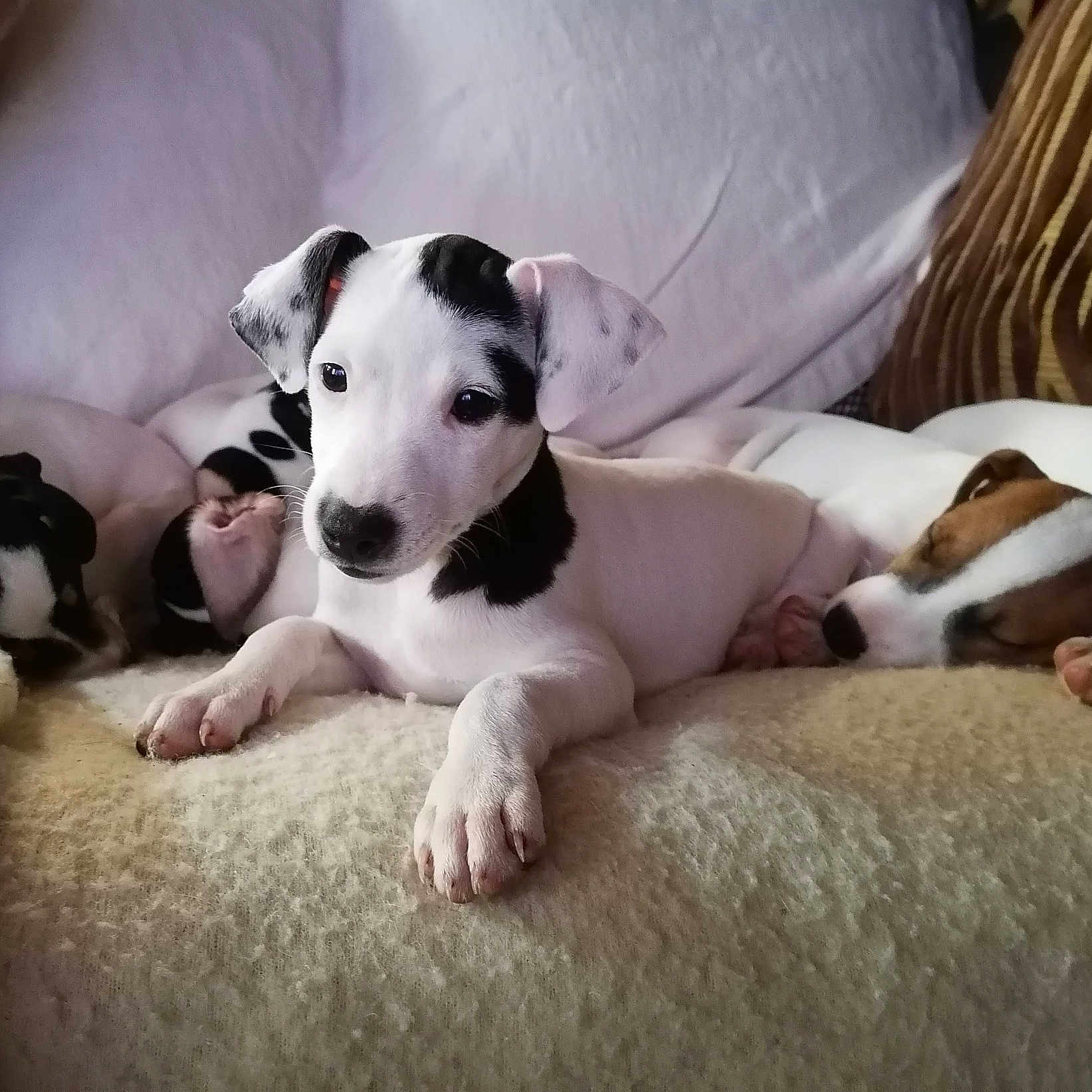 Simeone participe au concours pour gagner de l'argent avec cette photo : carnivore, collar, comfort, companion_dog, couch, dog, dog_breed, fawn, fur, linens, non_sporting_group, paw, puppy, terrestrial_animal, terrier, toy_dog, whiskers, working_animal