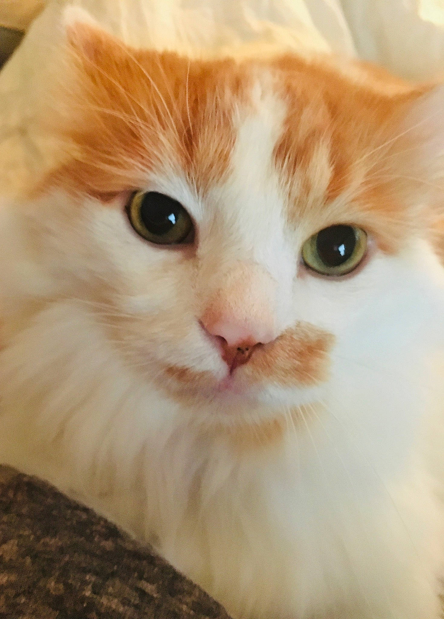 Miles joined the competition — help win amazing prizes! carnivore, cat, close_up, domestic_short_haired_cat, eye, fawn, felidae, fur, iris, paw, small_to_medium_sized_cats, snout, terrestrial_animal, whiskers, window