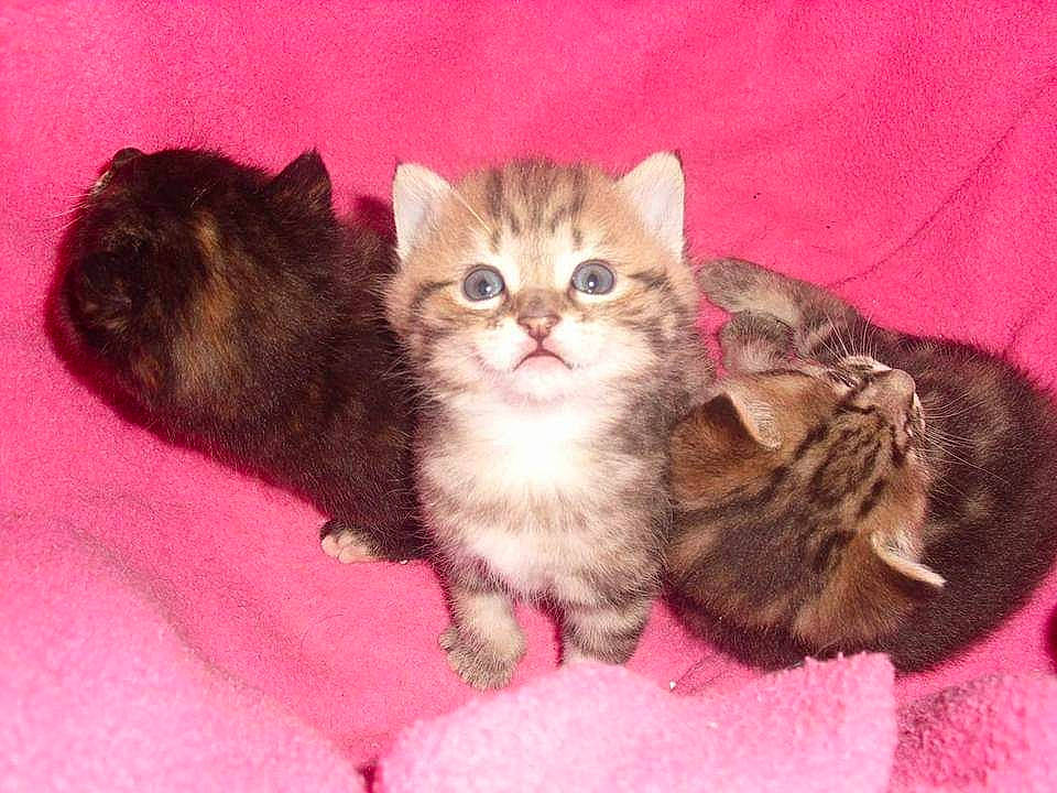 Bouba a rejoint le concours — aidez-le/la à gagner de superbes lots ! carnivore, cat, cat_bed, cat_supply, cat_toy, claw, comfort, domestic_short_haired_cat, fawn, felidae, fur, mammal, paw, small_to_medium_sized_cats, snout, tail, terrestrial_animal, whiskers