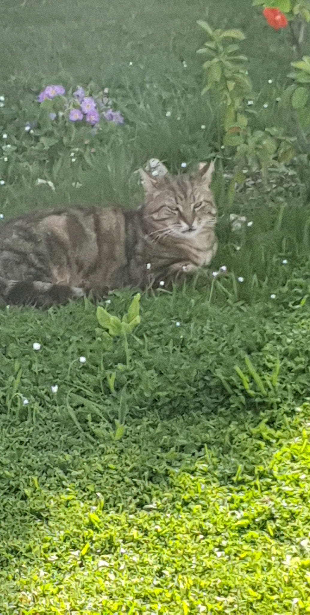 Bouba a rejoint le concours — aidez-le/la à gagner de superbes lots ! carnivore, cat, fawn, felidae, flower, flowering_plant, grass, grassland, groundcover, herbaceous_plant, nature, plant, shrub, small_to_medium_sized_cats, snout, tail, terrestrial_animal, terrestrial_plant, vegetation, whiskers