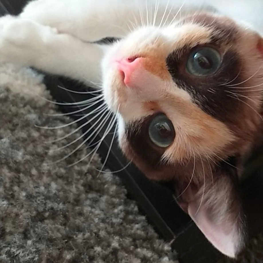 Bebe a rejoint le concours — aidez-le/la à gagner de superbes lots ! carnivore, cat, claw, comfort, domestic_short_haired_cat, eye, fang, felidae, foot, fur, nose, paw, pet_supply, small_to_medium_sized_cats, snout, tail, terrestrial_animal, whiskers