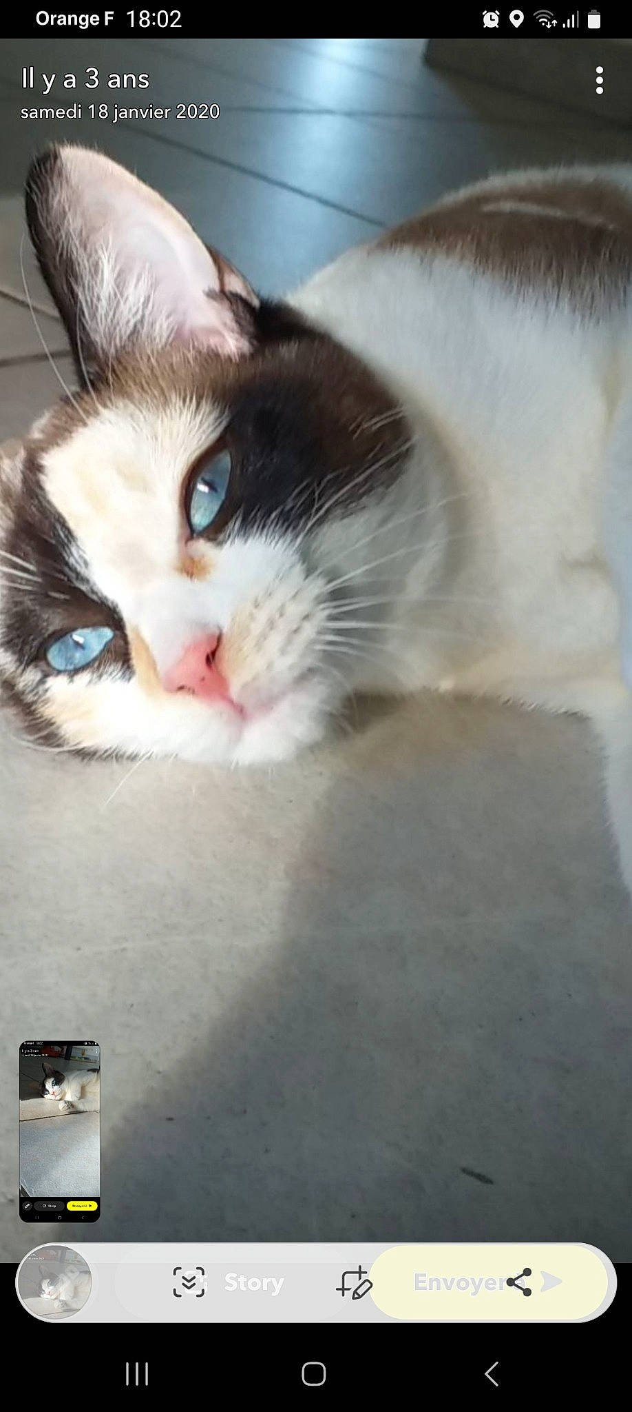 Bebe a rejoint le concours — aidez-le/la à gagner de superbes lots ! carnivore, cat, domestic_short_haired_cat, ear, eyelash, felidae, fur, head, iris, paw, small_to_medium_sized_cats, snout, tail, whiskers