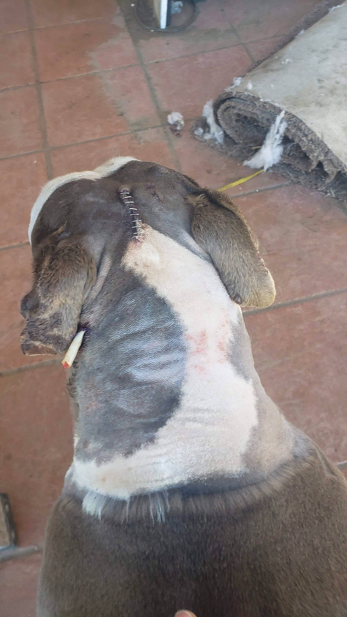 Mona is registered to the contest to win money with this photo: canidae, carnivore, collar, companion_dog, dog, dog_breed, dog_collar, fawn, flightless_bird, fur, grey, guard_dog, non_sporting_group, snout, sporting_group, terrestrial_animal, whiskers, working_animal, zoo