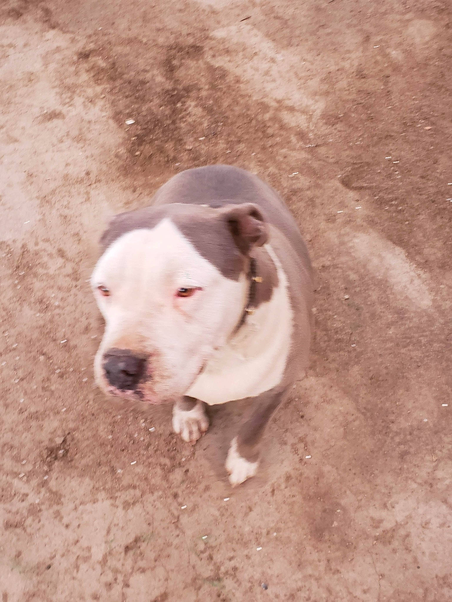 Mona is registered to the contest to win money with this photo: canidae, carnivore, collar, companion_dog, dog, dog_breed, dog_collar, dogo_guatemalteco, fawn, non_sporting_group, sand, snout, soil, sporting_group, tail, terrestrial_animal, working_animal