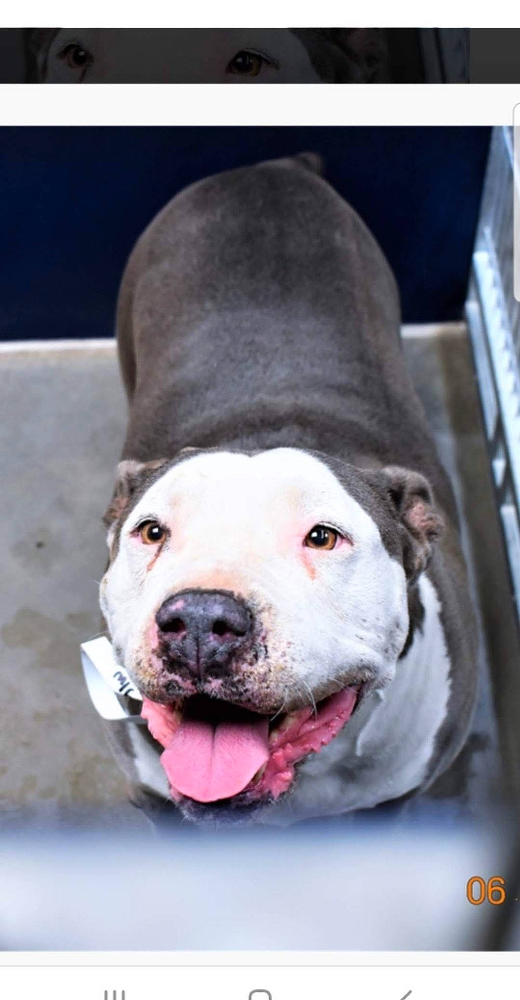 Mona joined the competition — help win amazing prizes! canidae, carnivore, collar, companion_dog, computer_keyboard, dog, dog_breed, dog_collar, fawn, fur, jaw, non_sporting_group, pet_supply, snout, sporting_group, terrestrial_animal, whiskers, working_animal, working_dog