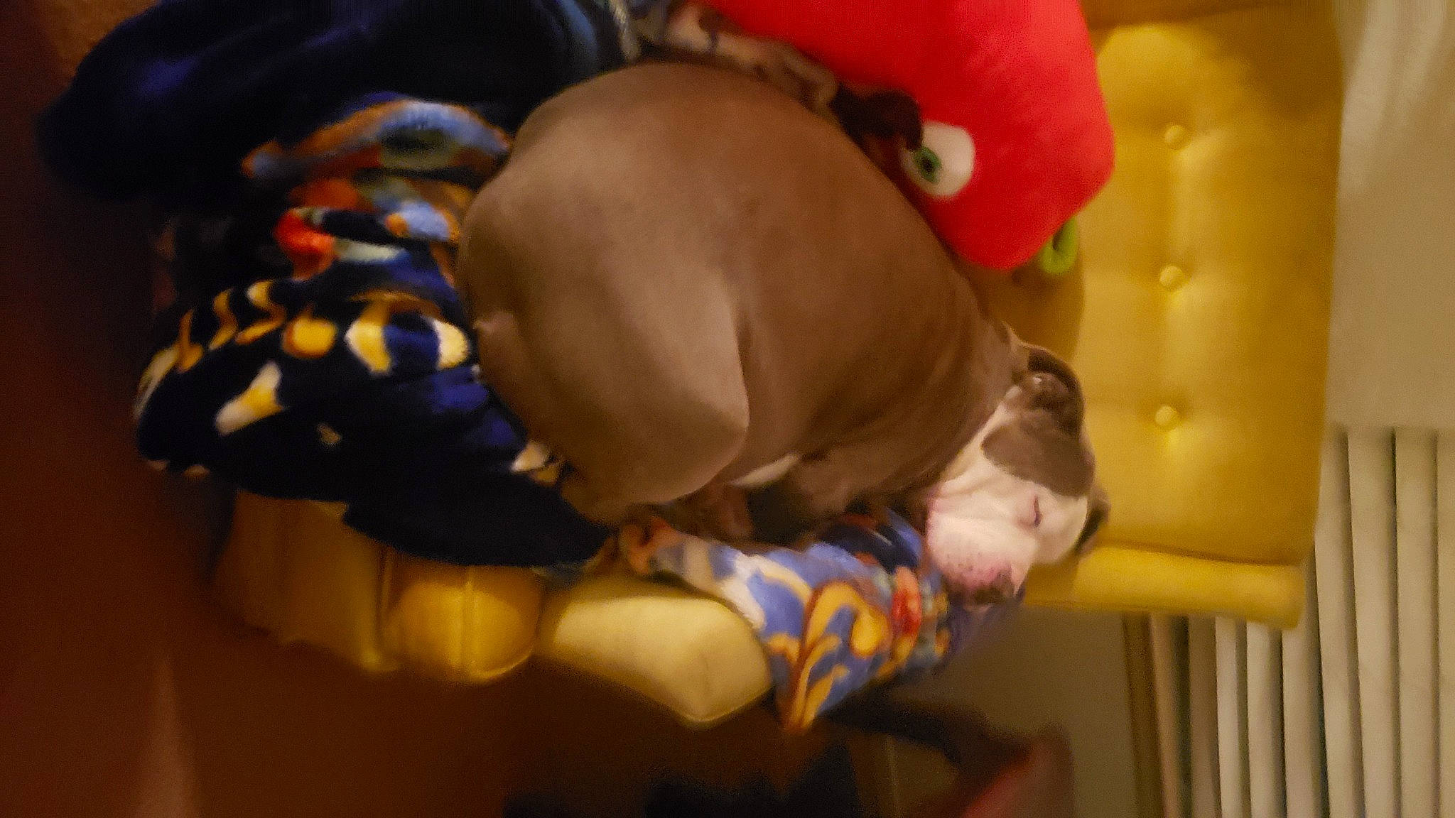 Mona joined the competition — help win amazing prizes! baby, baby_products, canidae, child, comfort, companion_dog, dog_breed, dog_clothes, fawn, fictional_character, flooring, fun, human_body, human_leg, orange, room, stuffed_toy, thigh, toddler, wood