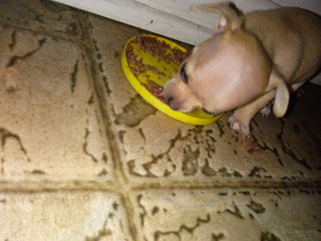 Simba joined the competition — help win amazing prizes! baby, canidae, child, comfort, companion_dog, dog_breed, domestic_pig, fawn, floor, flooring, foot, livestock, nail, non_sporting_group, sporting_group, suidae, terrestrial_animal, toy_dog, wood